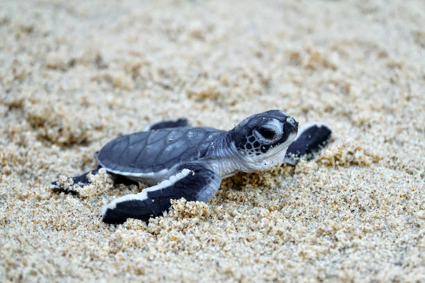 istock Baby Sea Turtle Crawling on Sandy Beach Towards the Ocean 2203414890