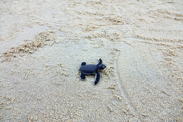 istock Baby Sea Turtle Crawling on Sandy Beach Towards the Ocean 2203414968