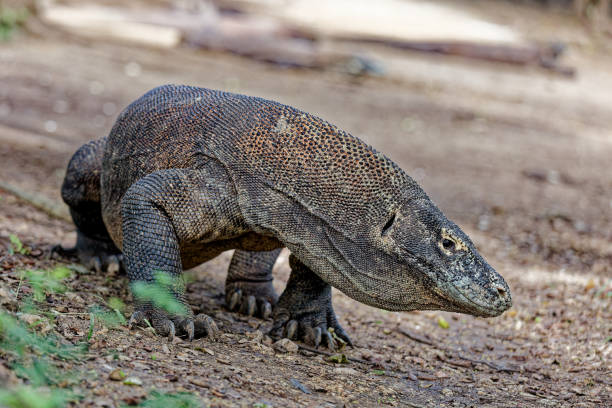 istock Exploring Komodo Island: A Komodo Dragon Walks the Earth in 2012 2203415311