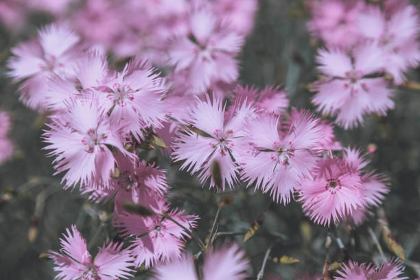 istock wedding greeting background. pink flower with selective focus. Backdrop with copy space. picture for gift card. symbol of love. poster background. space for text. spring or summer time. 2203417571