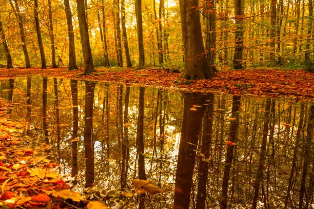 puddle water reflection of a tree in a park in autumn fall season end of summer