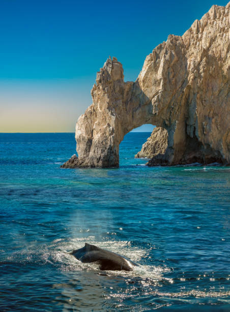 Whale watching in  Cabo San Lucas, Baja California, Mexico