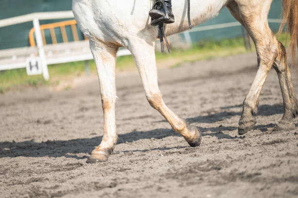 istock Horse legs walking on a sandy track in slow motion 2203419037