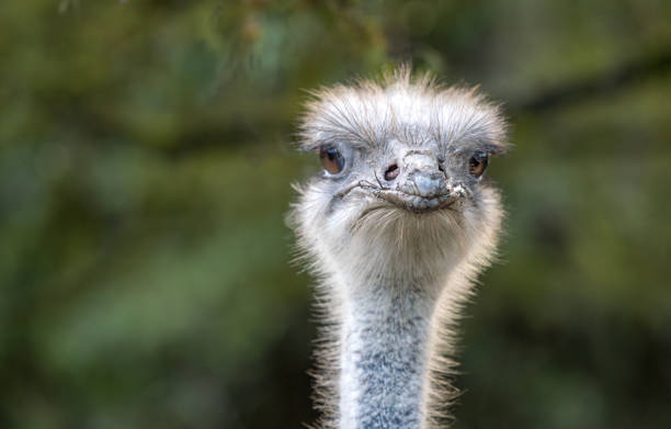 istock An ostrich with long neck staring into the camera in a green natural environment with blurred background 2203419048
