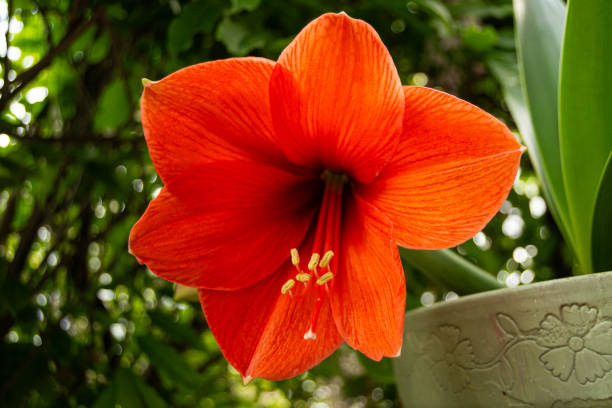 Hippeastrum/amaryllis is a genus in the family Amaryllidaceae with about 70-90 species. It produces tubular-shaped flowers on long and thick stems.