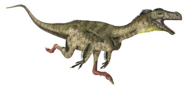 istock Dinosaur Ornitholestes isolated on white background 2203421676