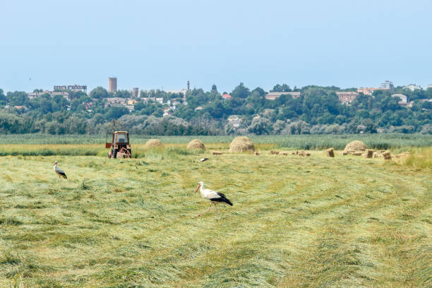 Storks walking in a freshly cut hayfield with hay bales, a tractor, and a distant townscape under a clear sky.
