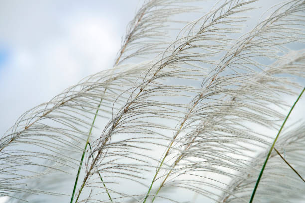 istock Delicate Grass Blades with Soft White Flowering Tops in Nature 2203423033