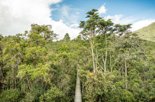 istock A dense rainforest in the Peruvian Amazonia with a wooden bridge with a clear sky over above. 2203423141