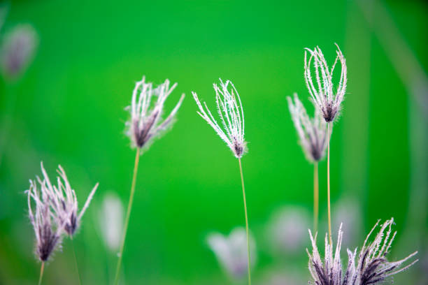 Delicate purple grasses rise gently against a vibrant green background, creating a tranquil and serene outdoor atmosphere illuminated by soft light.