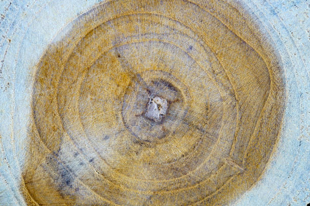 A close-up view of a tree trunk cut reveals intricate growth rings showcasing the natural beauty and age of the wood. Perfect for nature-themed projects.