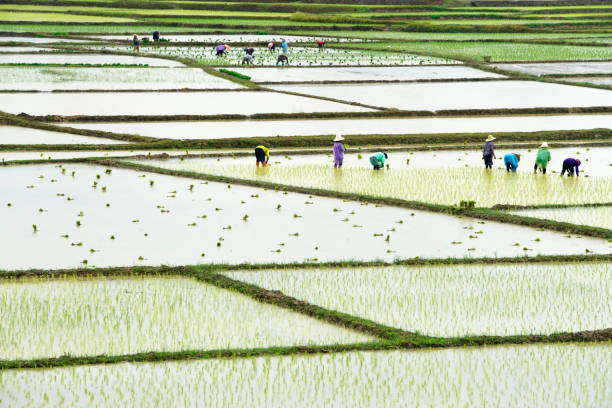 istock Harvesting Rice in Terraced Fields with Workers Cultivating Water 2203423820
