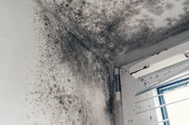 istock Dark mold spreading on walls and ceiling by window with blinds 2203426178