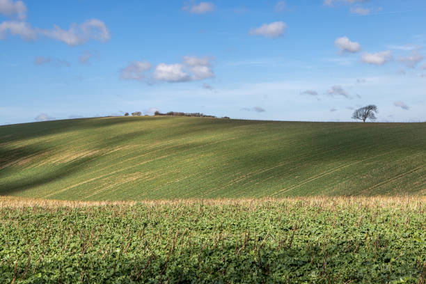 istock A South Downs farm landscape in early spring, with a blue sky overhead 2203426261