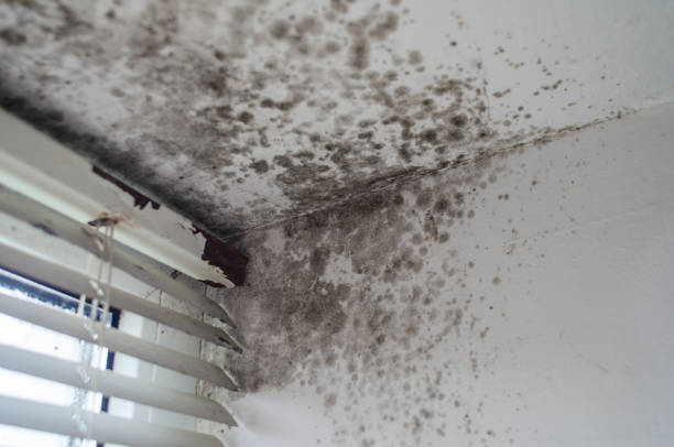 istock Black mold on damp walls and ceiling near rusty window blinds 2203426266