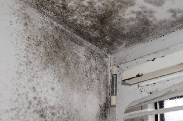 istock Hazardous mold on walls and ceiling by window with blinds indoors 2203426267