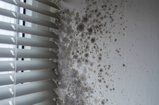 istock Dark mold growth on walls by damaged window blinds indoors 2203426282