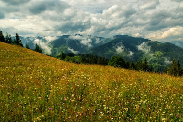 Summer landscape with flowering meadows in the mountains.