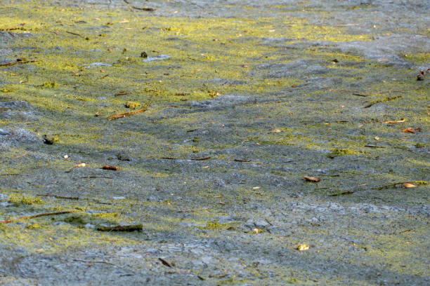 istock A still pond is blanketed with green algae, creating a tranquil natural atmosphere. Sunlight filters through trees, casting soft shadows on the water 2203428673