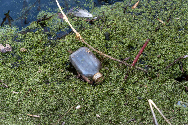 istock A glass bottle is seen partially submerged in thick green algae, illustrating environmental pollution in a natural setting by the water in daylight 2203428708