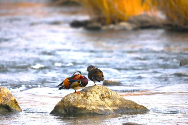 The mandarin duck (Aix galericulata) is a perching duck species native to the East Palearctic. This photo was taken in Japan.