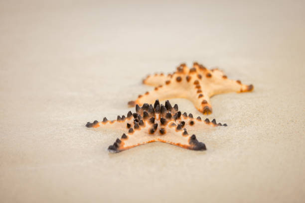 Big ses stars stands on sands near by the ocean.Sulu Sea, Plain Island.