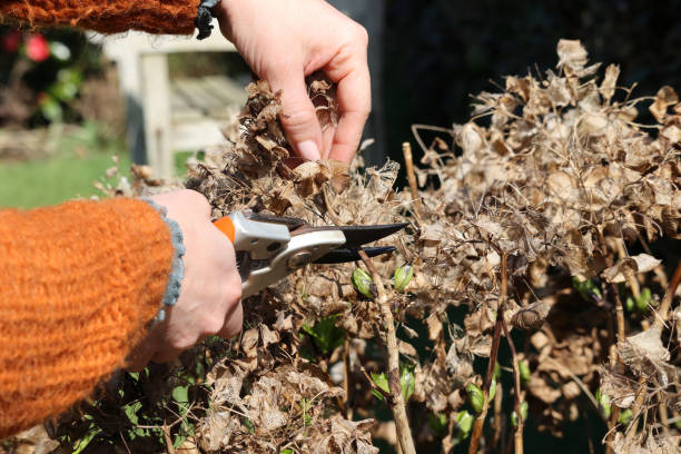 istock Hands carefully prune dried flowers. Cutting a hydrangea in spring. 2203430016