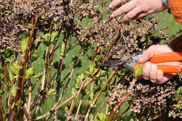 istock Take care abour a hydrangea in spring. Hands carefully prune dead blooms. 2203430020