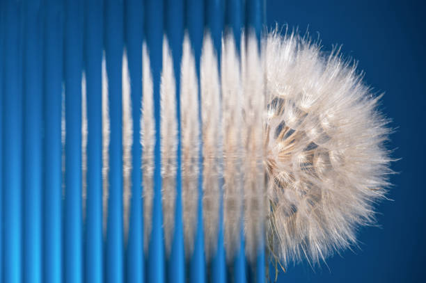 Abstract composition with a large fluffy dandelion and ribbed glass on a blue background, selective focus, blur.