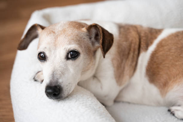 istock dog smart eyes close up portrait looking at camera 2203436726