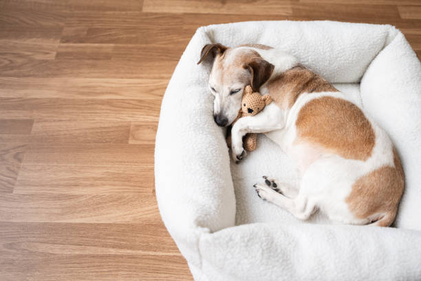 istock Elderly dog Jack Russell terrier resting at home 2203437008