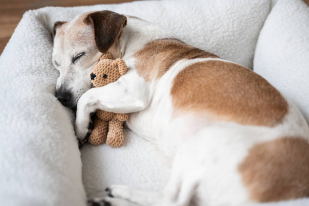 istock Elderly dog Jack Russell terrier resting at home 2203437071