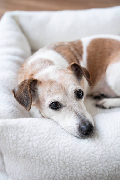 istock cute dog eyes looking at camera. 2203437241