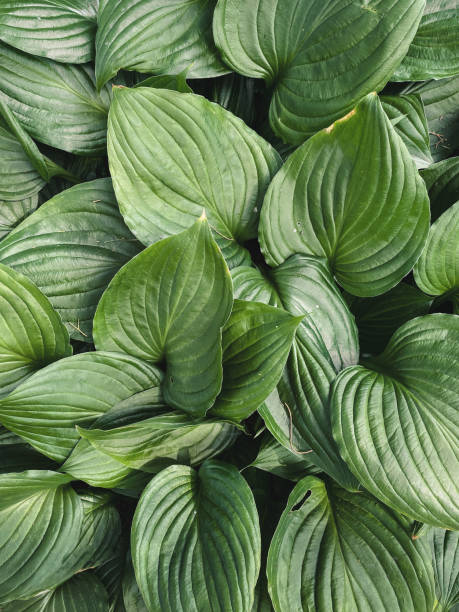 istock Close-up view of Hostas leaf texture. 2203437500