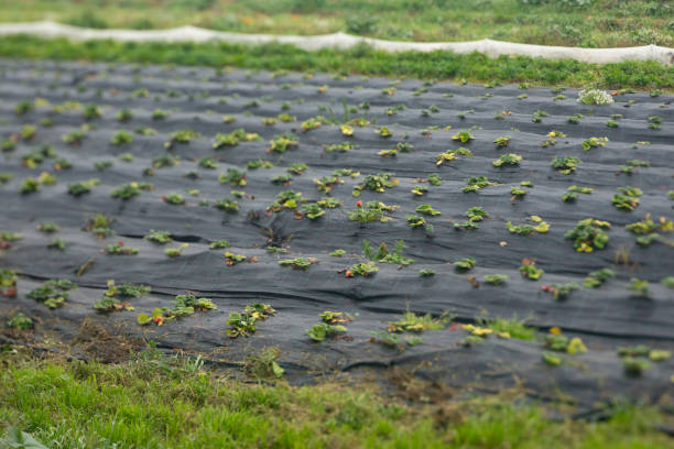 Agricultural fields in Barcelona province, Llobrega riverside.