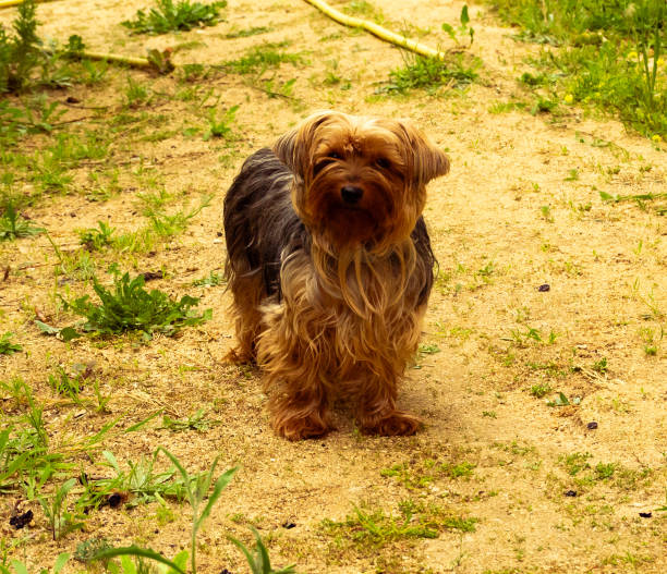 Brown and black Yorkshire dog with long hair in the garden.