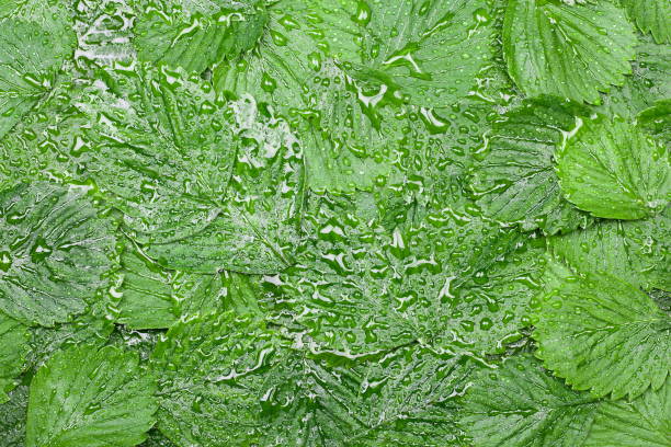 Background from green leaves in wet