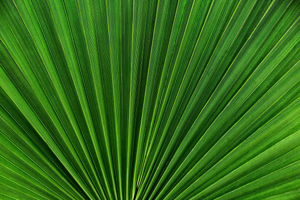 istock juicy green palm leaf. Green background of plants, soft diffused light with deep shadows. warm lighting. Backdrop with copy space. poster for interior. picture for house. interior photography. 2203441668