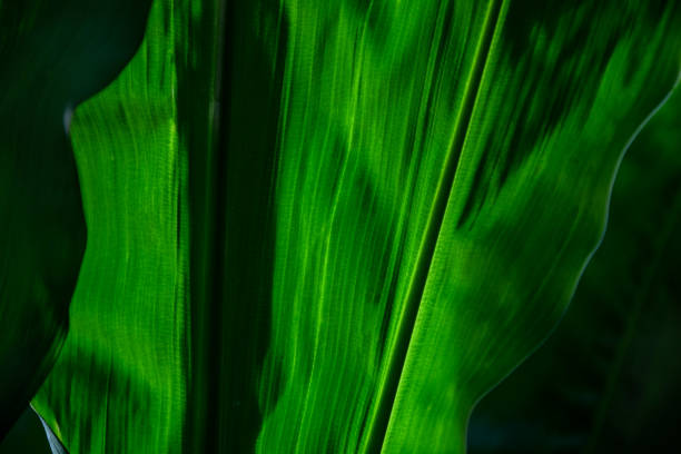 green leaf texture