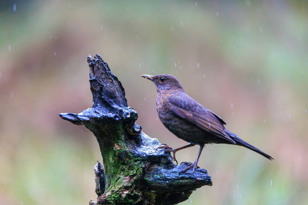 istock Birdwatching adventure in Veluwe, Netherlands during a rainy day showcasing a beautiful blacbird perched on a natural stump 2203442543