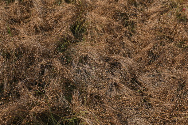 istock Agriculture field with linseed, flax, capsules contain linseed 2203443589