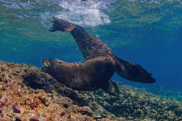 istock Sea lion in aggressive mood (La Reina reef, Sea of Cortez) Mexico 2203444014