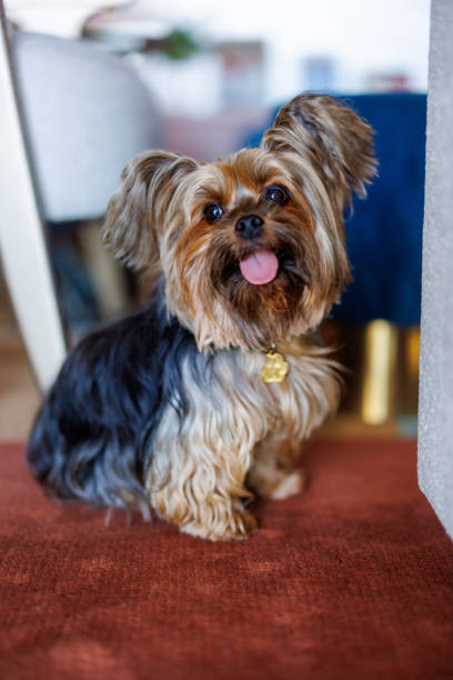 istock Yorkshire terrier male pet 2203444062