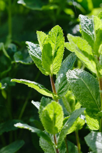 istock Fresh mint leaves growing in a lush garden 2203444188