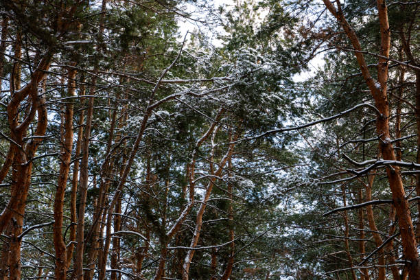 winter scene featuring a dense forest of towering pine trees covered in freshly fallen snow. The branches, heavy with soft white powder, create a serene and magical atmosphere. The deep green hues
