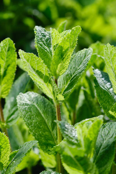 istock Fresh mint leaves growing in a lush garden 2203444860