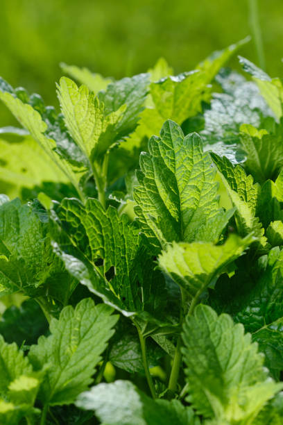 istock Fresh mint leaves growing in a lush garden 2203444988