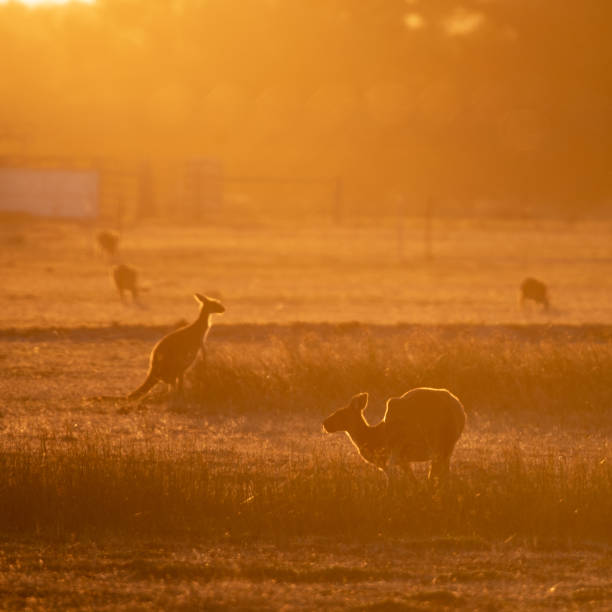 istock kangaroos at sunset in a field 2203445136