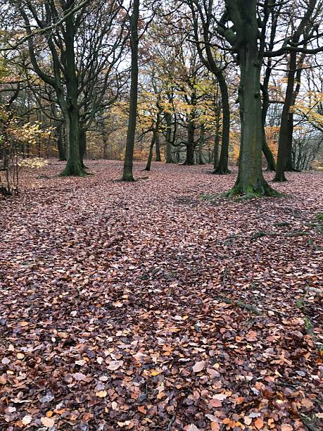 istock Autumn Woodland Walks 2203446413