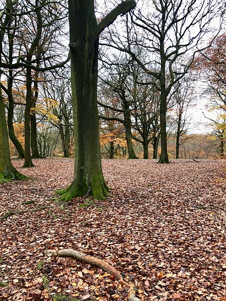 istock Autumn Woodland Walks 2203446440